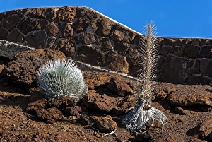 Silversword -Argyroxiphium sandwicense- plants growing in the Haleakala crater, Maui Silversword -Argyroxiphium sandwicense- plants growing in the Haleakala crater, Maui