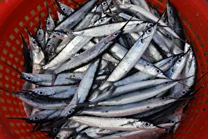 Silvery fish, Garfish -Belone belone-, in a plastic basket, Bloody Bay, Trinidad and Tobago Silvery fish, Garfish -Belone belone-, in a plastic basket, Bloody Bay, Trinidad and Tobago