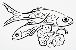 Simple line drawing of freshly caught fish, and lettuce leaf Simple line drawing of freshly caught fish, and lettuce leaf