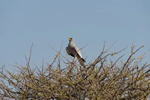 Singhabicht -Dark Chanting Goshawk- sitting on camel thorn, Etosha National Park, Namibia Singhabicht -Dark Chanting Goshawk- sitting on camel thorn, Etosha National Park, Namibia