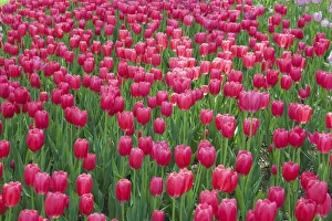 Single cup-shaped deep pink Tulips -Tulipa-, Ottawa Tulip Festival, Ottawa, Ontario Single cup-shaped deep pink Tulips -Tulipa-, Ottawa Tulip Festival, Ottawa, Ontario
