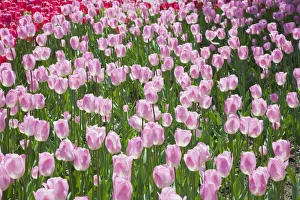 Single cup-shaped pink and white Tulips -Tulipa-, Ottawa Tulip Festival, Ottawa, Ontario Single cup-shaped pink and white Tulips -Tulipa-, Ottawa Tulip Festival, Ottawa, Ontario