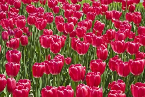 Single cup-shaped red Tulips -Tulipa-, Ottawa Tulip Festival, Ottawa, Ontario, Canada Single cup-shaped red Tulips -Tulipa-, Ottawa Tulip Festival, Ottawa, Ontario, Canada