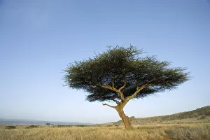 Single Large Acacia (Acacia tortilis) with Scenic Background Single Large Acacia (Acacia tortilis) with Scenic Background