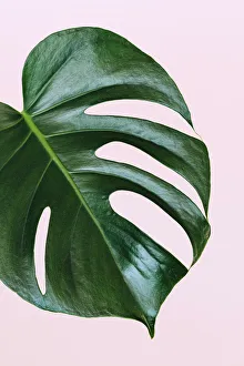 Perfect plant prints/single leaf monstera deliciosa palm plant pink Perfect plant prints/single leaf monstera deliciosa palm plant pink
