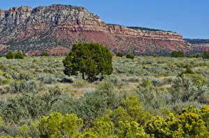 Single tree in West Valley, Valley of Fire State Park, Nevada, USA Single tree in West Valley, Valley of Fire State Park, Nevada, USA