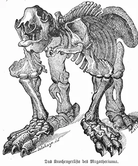 Science art/paleontology art illustrations/skeleton dinosaur megatherium Science art/paleontology art illustrations/skeleton dinosaur megatherium