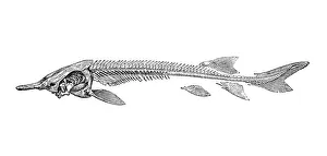 Skeleton of sturgeon (acipenser ruthenus) Skeleton of sturgeon (acipenser ruthenus)