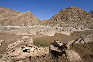 Skeleton of wild horse, Equus ferus, Fish River Canyon Hiking Trail, Ai-Ais Richtersveld Transfrontier Park Skeleton of wild horse, Equus ferus, Fish River Canyon Hiking Trail, Ai-Ais Richtersveld Transfrontier Park