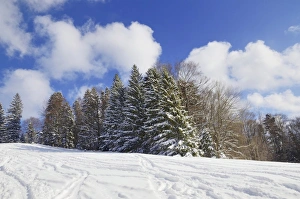 Skiing tracks in a snow-covered winter landscape, Leitzachtal, bei Elbach, Upper Bavaria Skiing tracks in a snow-covered winter landscape, Leitzachtal, bei Elbach, Upper Bavaria