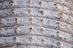 Skin of a Nile Crocodile -Crocodylus niloticus-, crocodile farm, Otjiwarongo, Namibia Skin of a Nile Crocodile -Crocodylus niloticus-, crocodile farm, Otjiwarongo, Namibia