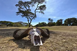 Skull of an African Buffalo -Syncerus caffer-, Masai Mara National Reserve, Kenya, East Africa, Africa Skull of an African Buffalo -Syncerus caffer-, Masai Mara National Reserve, Kenya, East Africa, Africa
