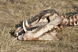 Skull of a perished Wild Boar -Sus scrofa-, Elbe river floodplains near Dessau-Rosslau, Middle Elbe Biosphere Reserve Skull of a perished Wild Boar -Sus scrofa-, Elbe river floodplains near Dessau-Rosslau, Middle Elbe Biosphere Reserve