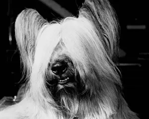 Skye Terrier Print