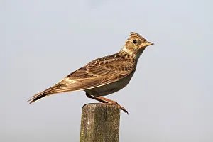 Skylark (Alauda arvensis) sitting on a fence post Skylark (Alauda arvensis) sitting on a fence post