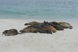 Sleeping Galapagos Sea Lions -Zalophus wollebaeki-, Espanola Island, Galapagos Islands, Ecuador Sleeping Galapagos Sea Lions -Zalophus wollebaeki-, Espanola Island, Galapagos Islands, Ecuador