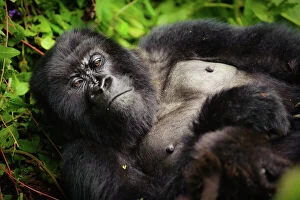 Related Images Collection: A sleepy mountain gorilla (Gorilla beringei beringei) lounging in the underbrush in Volcanoes