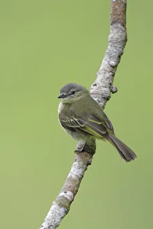 Slender-footed Tyrannulet (Zimmerius gracilipes) Slender-footed Tyrannulet (Zimmerius gracilipes)