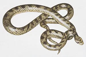 Slithering brown patterned snake (Serpentes), high angle view Slithering brown patterned snake (Serpentes), high angle view