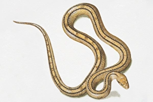 Slithering yellow-brown snake (Serpentes) with two black lines running along body Slithering yellow-brown snake (Serpentes) with two black lines running along body