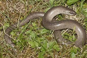 Slow Worm -Anguis fragilis-, Untergroeningen, Baden-Wuerttemberg, Germany, Europe Slow Worm -Anguis fragilis-, Untergroeningen, Baden-Wuerttemberg, Germany, Europe