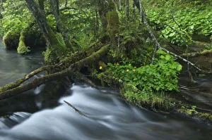 Small bog at Johnsbach, Gesaeuse National Park, Styria, Austria, Europe Small bog at Johnsbach, Gesaeuse National Park, Styria, Austria, Europe