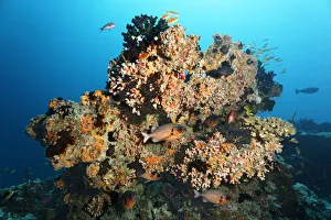 Small coral reef with Black Sun Coral -Tubastrea micranthus-, and Dendrophyllia gracilis coral -Dendrophyllia gracilis Small coral reef with Black Sun Coral -Tubastrea micranthus-, and Dendrophyllia gracilis coral -Dendrophyllia gracilis