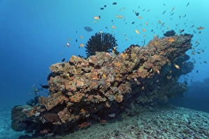 Small coral reef with Tubastrea micranthus sun coral -Tubastrea micranthus Small coral reef with Tubastrea micranthus sun coral -Tubastrea micranthus