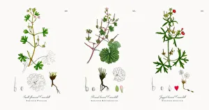 Small-flowered Cranesbill, Geranium Pusillum, Victorian Botanical Illustration, 1863 Small-flowered Cranesbill, Geranium Pusillum, Victorian Botanical Illustration, 1863