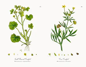 Small Flowered Crowfoot, Ranunculus parviflorus, Victorian Botanical Illustration, 1863 Small Flowered Crowfoot, Ranunculus parviflorus, Victorian Botanical Illustration, 1863