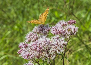 Small Fritillary -Issoria lathonia- on Grauer Alpendost -Adenostyles alliariae-, Bavaria Small Fritillary -Issoria lathonia- on Grauer Alpendost -Adenostyles alliariae-, Bavaria