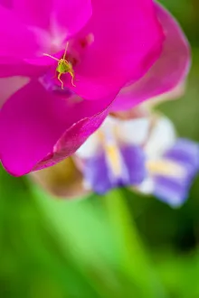 A small grasshopper on Siam Tulip A small grasshopper on Siam Tulip