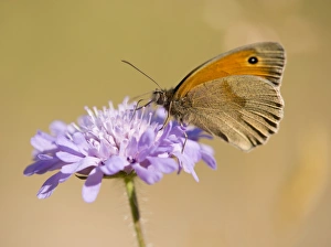 Small Heath -Coenonympha pamphilus- sucking nectar, Thuringia, Germany Small Heath -Coenonympha pamphilus- sucking nectar, Thuringia, Germany