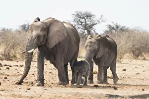 Small herd of African Bush Elephants -Loxodonta africana- marching with a calf Small herd of African Bush Elephants -Loxodonta africana- marching with a calf