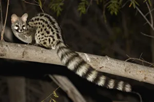 Small-spotted Genet, Richtersveld, South Africa Small-spotted Genet, Richtersveld, South Africa