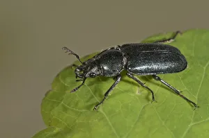 Small Stag Beetle -Platycerus caraboides-, Untergroningen, Abtsgmuend, Baden-Wurttemberg, Germany Small Stag Beetle -Platycerus caraboides-, Untergroningen, Abtsgmuend, Baden-Wurttemberg, Germany