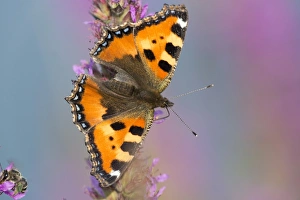 Small Tortoiseshell -Aglais urticae, Nymphalis urticae-, Hesse, Germany Small Tortoiseshell -Aglais urticae, Nymphalis urticae-, Hesse, Germany