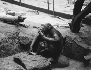 Images Dated 23rd September 2014: Smoking Chimp Print, 1936