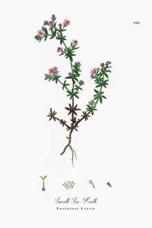 Smooth Sea-Heath, Frankenia Laevis, Victorian Botanical Illustration, 1863 Smooth Sea-Heath, Frankenia Laevis, Victorian Botanical Illustration, 1863