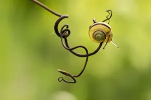 Animal Head Photography Prints: Snail face