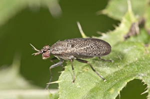 Snail-killing Fly -Coremacera marginata-, Untergroeningen, Baden-Wuerttemberg, Germany Snail-killing Fly -Coremacera marginata-, Untergroeningen, Baden-Wuerttemberg, Germany
