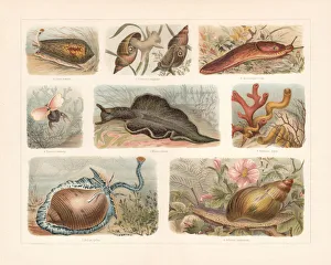Snails (Gastropoda), chromolithograph, published in 1897 Snails (Gastropoda), chromolithograph, published in 1897