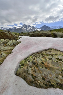Snow Alga or Snow Algae -Chlamydomonas nivalis-, Kaunergrat Range at the back, Seeles See lake, Kaunertal Valley, Tyrol Snow Alga or Snow Algae -Chlamydomonas nivalis-, Kaunergrat Range at the back, Seeles See lake, Kaunertal Valley, Tyrol