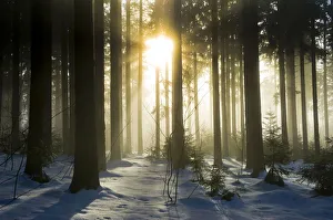 Snow-covered pine forest with sun, Black Forest, Baden-Wuerttemberg, Germany, Europe Snow-covered pine forest with sun, Black Forest, Baden-Wuerttemberg, Germany, Europe