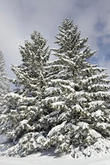 Snow-covered spruce trees -Picea abies-, Leitzachtal, bei Elbach, Upper Bavaria, Bavaria Snow-covered spruce trees -Picea abies-, Leitzachtal, bei Elbach, Upper Bavaria, Bavaria