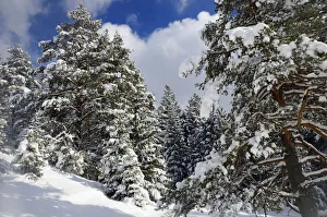 Snow-covered spruce trees -Picea abies- and pine trees -Pinus sylvestris- in a mountain Snow-covered spruce trees -Picea abies- and pine trees -Pinus sylvestris- in a mountain
