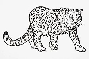 Snow Leopard (Uncia uncia or Panthera uncia), stepping forward, showing patterning on coat Snow Leopard (Uncia uncia or Panthera uncia), stepping forward, showing patterning on coat