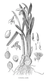 Snowdrop Galanthus nivalis plant illustration 1880 Snowdrop Galanthus nivalis plant illustration 1880