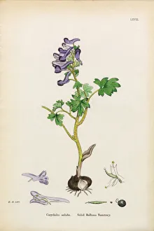 Solid Bulbous Fumitory, Corydalis solida, Victorian Botanical Illustration, 1863 Solid Bulbous Fumitory, Corydalis solida, Victorian Botanical Illustration, 1863