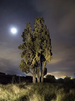 Solitary cypress illuminated by the moonlight Solitary cypress illuminated by the moonlight